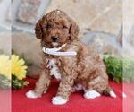 Small Photo #1 Miniature Labradoodle Puppy For Sale in MILL HALL, PA, USA