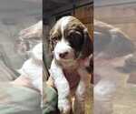 Small Photo #13 English Springer Spaniel Puppy For Sale in LEWISBERRY, PA, USA