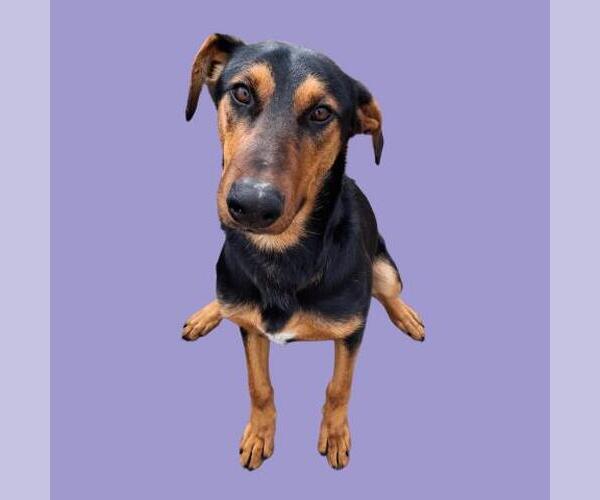 Medium Photo #1 Doberman Pinscher-German Shepherd Dog Mix Puppy For Sale in Bakersfield, CA, USA