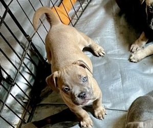 Medium Cane Corso-French Bulldog Mix