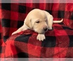 Small Photo #11 Labrador Retriever Puppy For Sale in OAKRIDGE, OR, USA