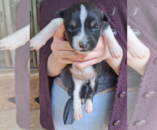 Medium Photo #1 Mutt Puppy For Sale in Holly Springs, NC, USA