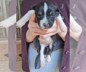 Mutt Dogs for adoption in Holly Springs, NC, USA