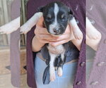 Small Mutt