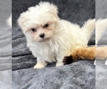 Small Photo #14 Mal-Shi Puppy For Sale in SILEX, MO, USA