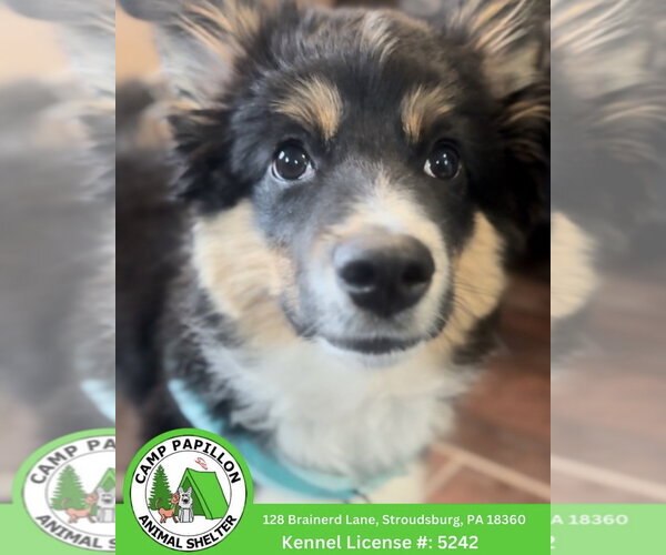 Medium Photo #1 Australian Shepherd Puppy For Sale in Stroudsburg, PA, USA