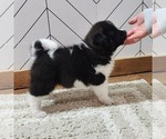 Small #3 Akita