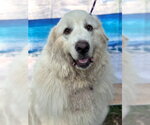 Small #9 Great Pyrenees