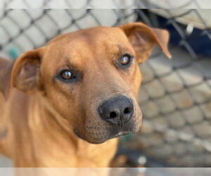 Mutt Dogs for adoption in Tulsa, OK, USA