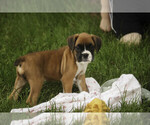 Small #8 Boxer