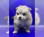 Small Photo #9 Pomeranian Puppy For Sale in PORTLAND, ME, USA