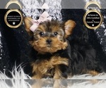 Small #5 Yorkshire Terrier