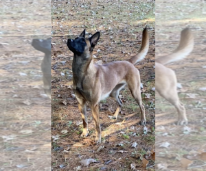 Mother of the Belgian Malinois puppies born on 03/07/2022