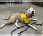 Small #1 American Pit Bull Terrier Mix