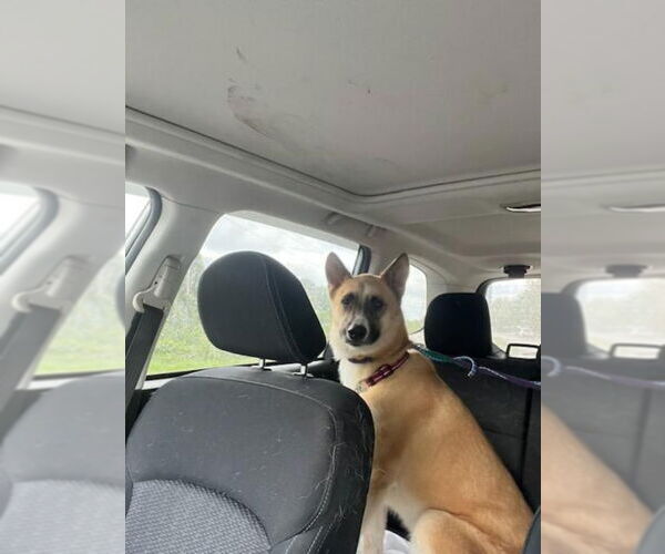 Medium Photo #3 Akita-German Shepherd Dog Mix Puppy For Sale in Winston Salem, NC, USA