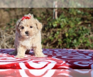 ShihPoo Puppy for sale in DYERSBURG, TN, USA