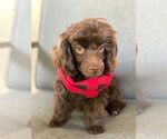 Small Photo #6 Poodle (Toy) Puppy For Sale in PALO ALTO, CA, USA