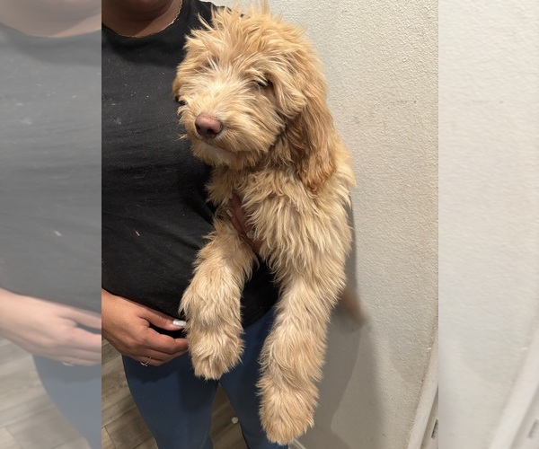 Medium Photo #5 Goldendoodle Puppy For Sale in DENTON, TX, USA