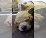 Small Photo #24 Labrador Retriever Puppy For Sale in LA CRESCENT, MN, USA