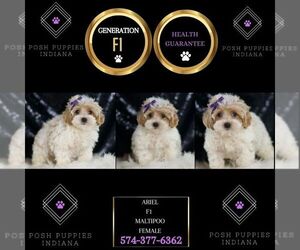 Maltipoo Puppy for sale in WARSAW, IN, USA