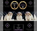 Small Maltipoo