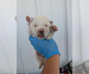 - Mix Dogs for adoption in Bakersfield, CA, USA