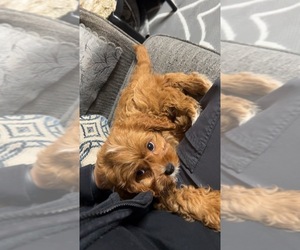 Cavapoo Puppy for sale in PEABODY, MA, USA