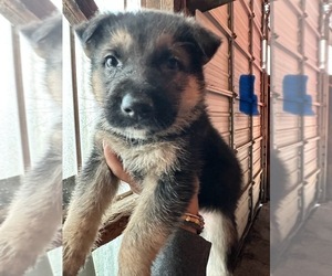 German Shepherd Dog Puppy for sale in WILMINGTON, IL, USA