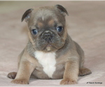 Puppy Charlie French Bulldog
