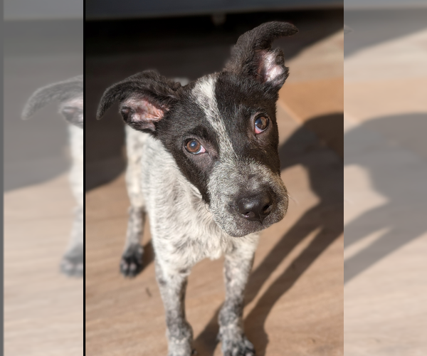 Medium Photo #2 Rat Terrier-Unknown Mix Puppy For Sale in Oakhurst, NJ, USA