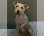 Small #2 Mutt