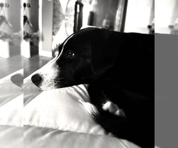 Medium Photo #1 Australian Shepherd-Unknown Mix Puppy For Sale in Wakefield, RI, USA