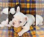 Small Photo #45 Faux Frenchbo Bulldog Puppy For Sale in HOODSPORT, WA, USA