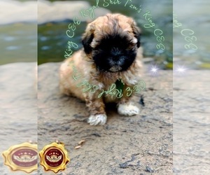 Shih Tzu Puppy for sale in ATHENS, GA, USA