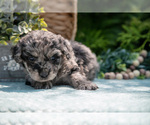 Small #2 Miniature Bernedoodle