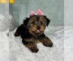 Small Photo #6 Yorkshire Terrier Puppy For Sale in FRANKLIN, IN, USA