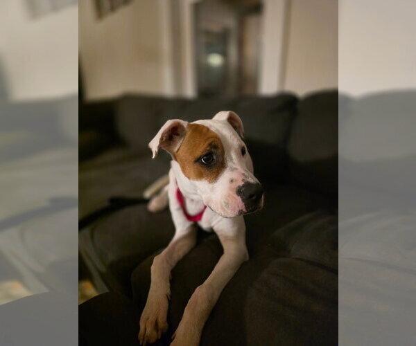 Medium Photo #3 Mutt Puppy For Sale in New London, WI, USA