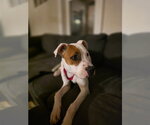 Small #2 Mutt