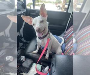 Chihuahua-Unknown Mix Dogs for adoption in San Antonio, TX, USA