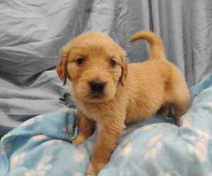 Golden Retriever Puppy for sale in EVERETT, WA, USA