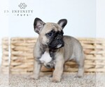 Small Photo #4 French Bulldog Puppy For Sale in GAP, PA, USA