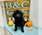 Small Photo #2 Goldendoodle Puppy For Sale in CLARE, IL, USA