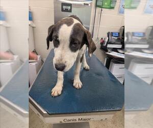 Beagle-Unknown Mix Dogs for adoption in Mobile, AL, USA