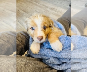 Medium Australian Shepherd