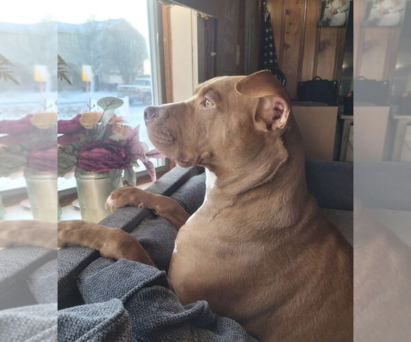 Medium Photo #1 American Pit Bull Terrier Puppy For Sale in Oakhurst, NJ, USA