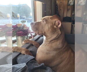 American Pit Bull Terrier Dogs for adoption in Oakhurst, NJ, USA