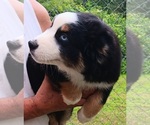 Small #5 Miniature Australian Shepherd