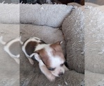 Small Photo #17 Chihuahua Puppy For Sale in SHALLOTTE, NC, USA