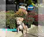 Small American Pit Bull Terrier Mix