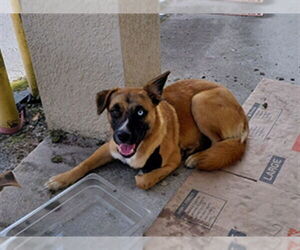 Huskies -Unknown Mix Dogs for adoption in St. Cloud, FL, USA